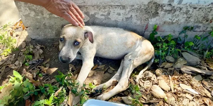 Woman discovers injured puppy while on vacation and gives her the best life possible 1