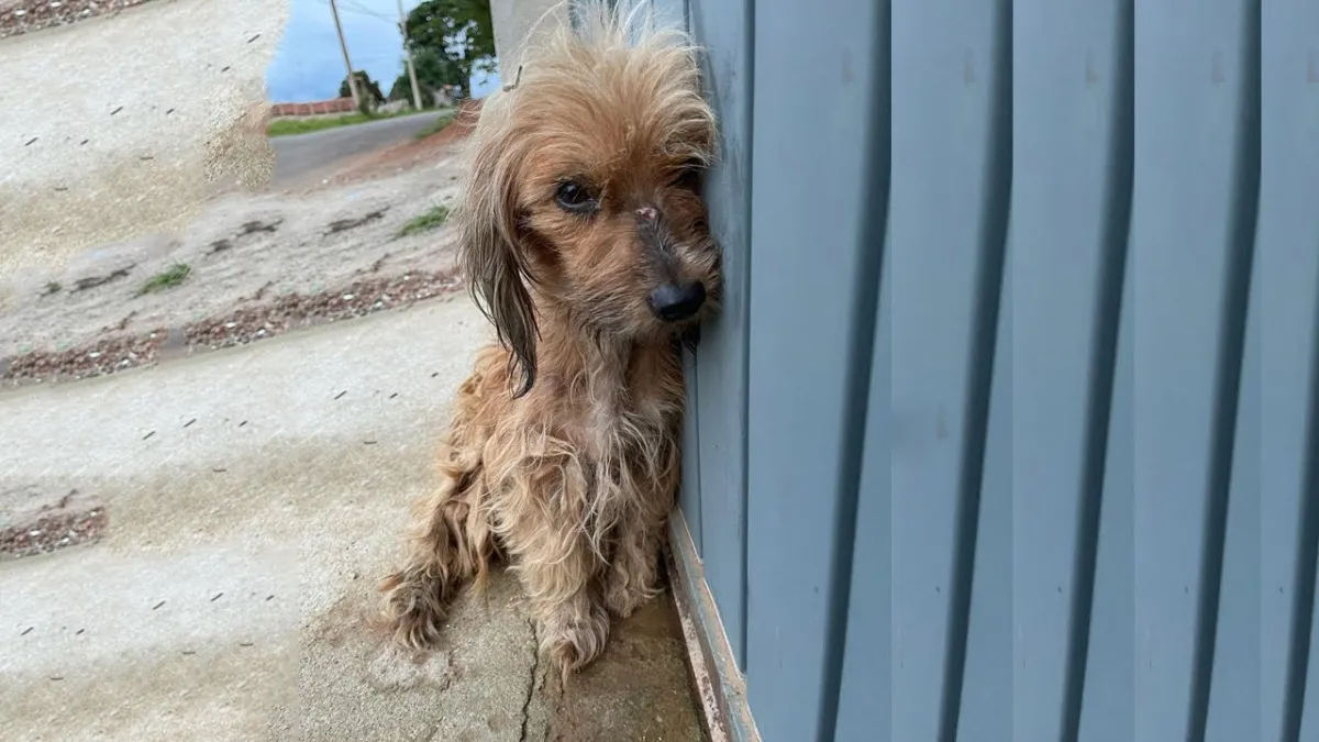 Zieke en getraumatiseerde zwerfpuppy voelt voor het eerst liefde 1