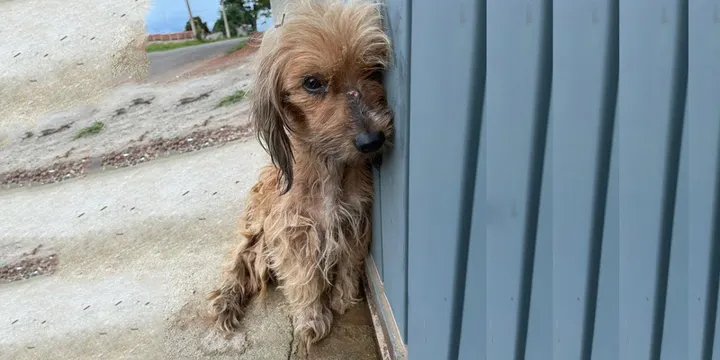 Zieke en getraumatiseerde zwerfpuppy voelt voor het eerst liefde 1