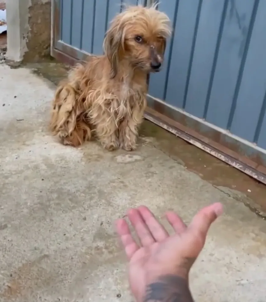 Zieke en getraumatiseerde zwerfpuppy voelt voor het eerst liefde 1b