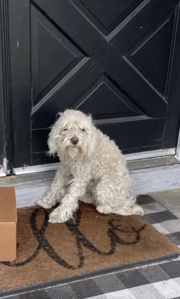 Zwerfhond vindt nieuw thuis nadat hij voor het huis van een gezin werd aangetroffen 2