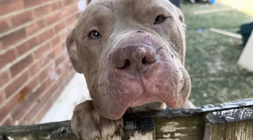 Zwerfhond volgt een man naar huis en krijgt een gelukkig einde 6