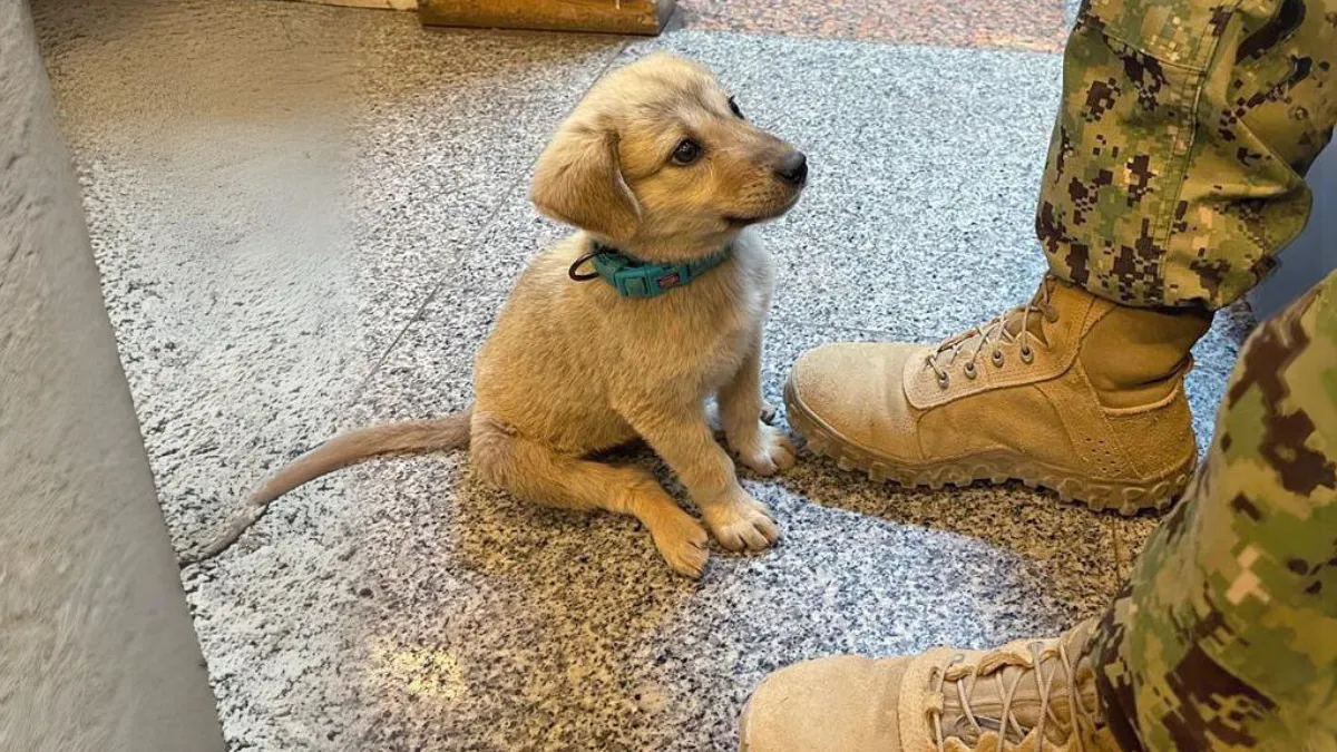 Zwerfpup loopt marinebasis binnen en krijgt het baasje waar hij altijd al naar verlangde 1