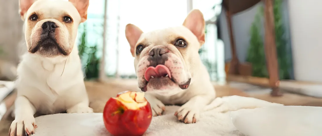 dog-apple