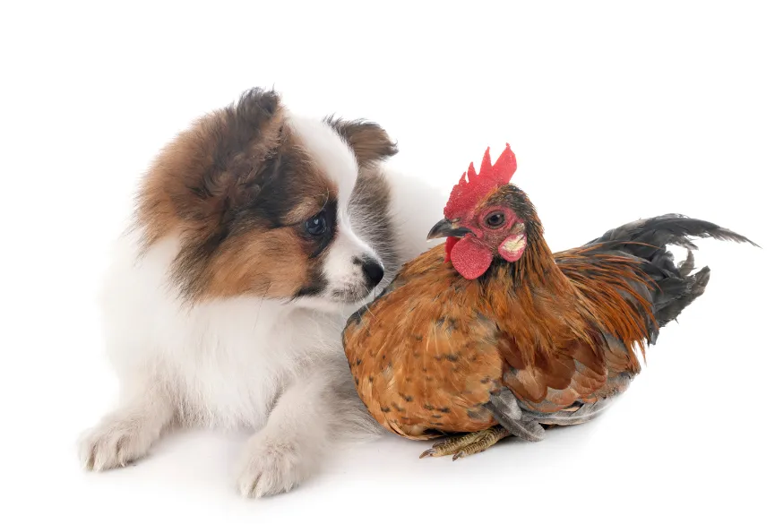 dog-chicken