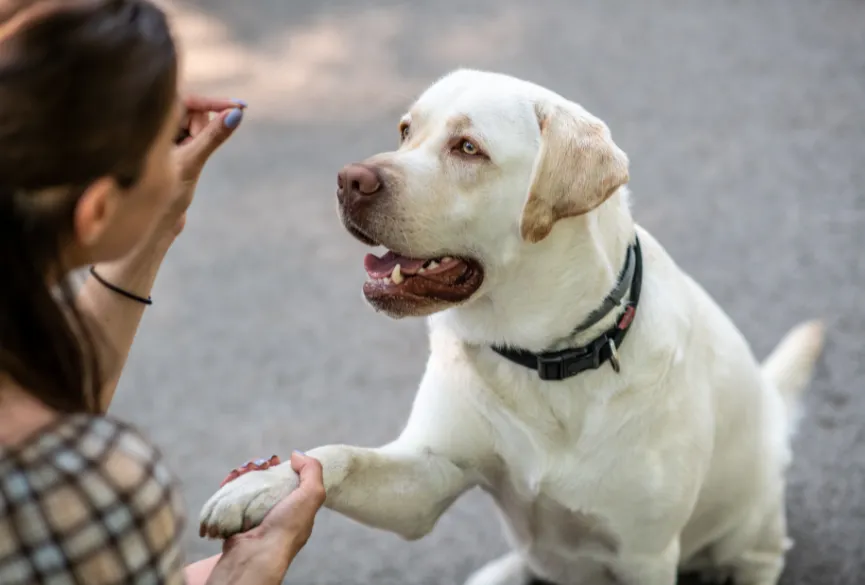 dog-giving-paw