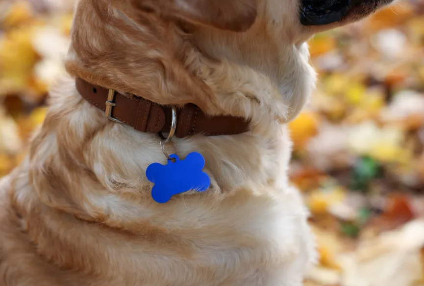 dog-tag