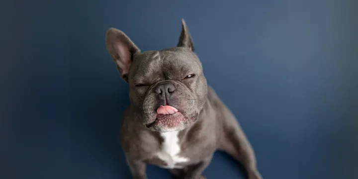 french-bulldog