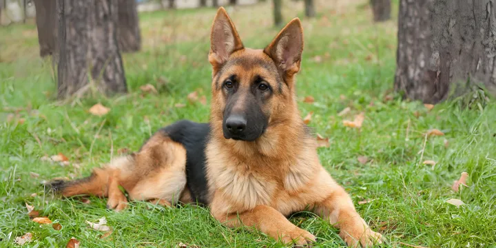 german-shepherd