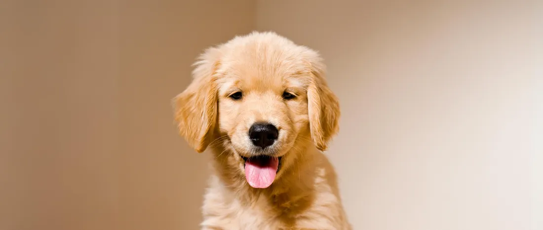 golden-retriever