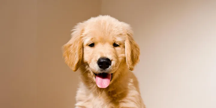 golden-retriever