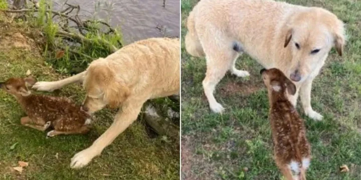 goldendoodle-redt-een-jong-hertje-van-verdrinking-en-blijft-voor-hem-zorgen