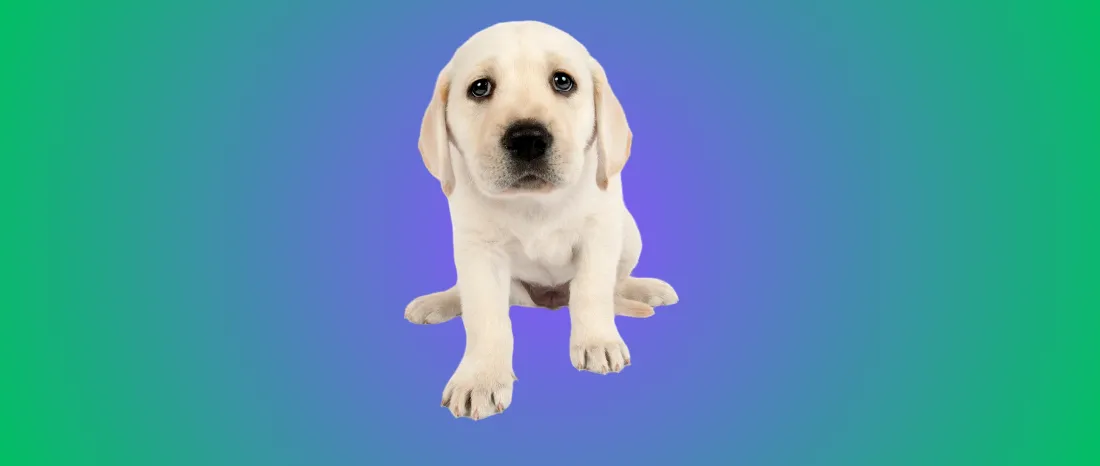 labrador-retriever