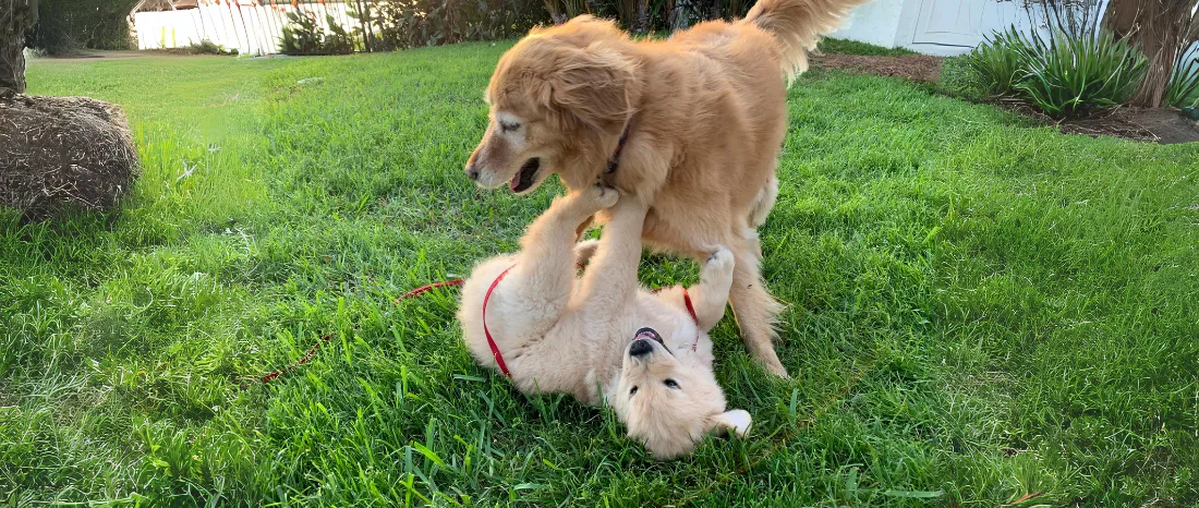 playing-dogs