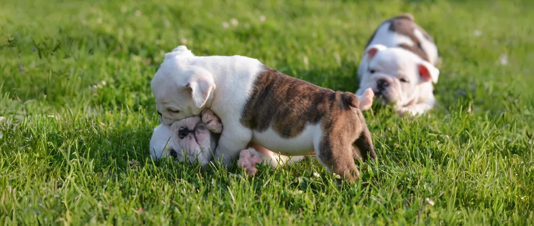 playing-puppies