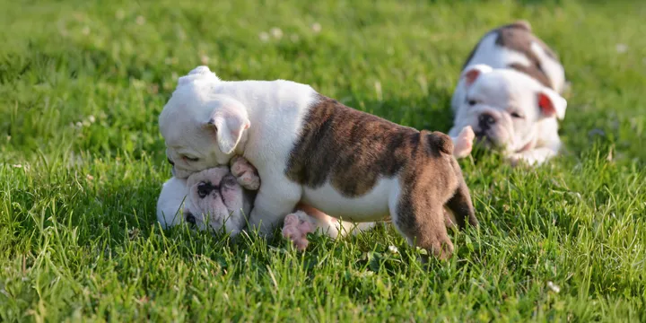 playing-puppies