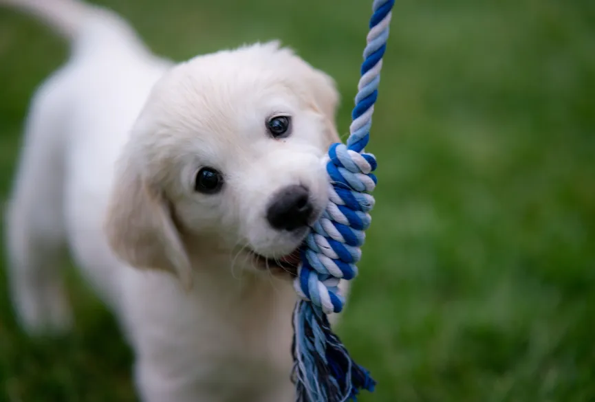 white-puppy